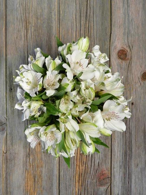 SIBERIA WHITE ALSTROMERIA